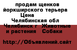 продам щенков йоркширского терьера › Цена ­ 8 000 - Челябинская обл., Челябинск г. Животные и растения » Собаки   